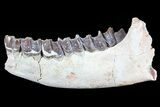 Hyracodon (Running Rhino) Jaw Section - South Dakota #81564-1